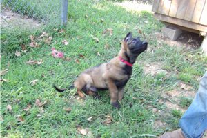 Bilbo - German Shepherd for sale