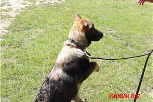 Amos - German Shepherd for sale