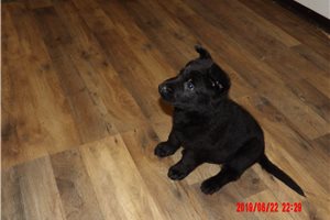 Basil - puppy for sale