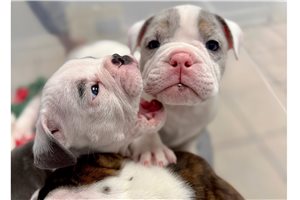 Kevin - English Bulldog for sale