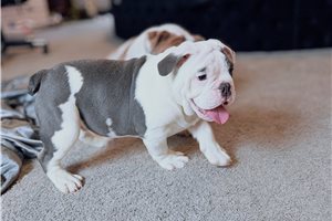 Kevin - English Bulldog for sale