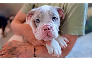 Knox - English Bulldog for sale