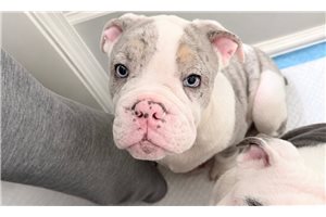 Knox - English Bulldog for sale