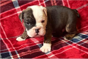 Kingston - English Bulldog for sale