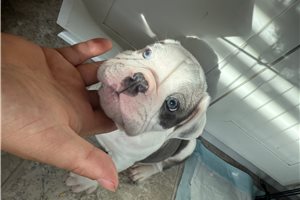 Kevin - English Bulldog for sale