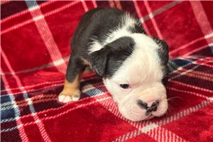 Kinsley - English Bulldog for sale