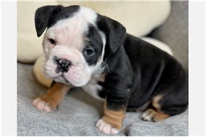 Kinsley - English Bulldog for sale