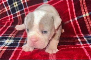 Knox - English Bulldog for sale