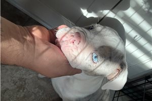 Knox - English Bulldog for sale
