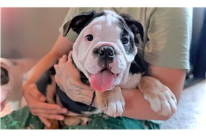 Kinsley - English Bulldog for sale