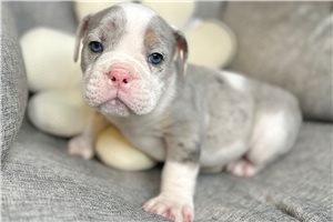 Knox - English Bulldog for sale