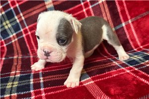 Kevin - English Bulldog for sale