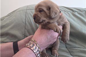 Rose- white - Labradoodle for sale