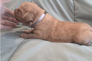 Daisy - grey - Labradoodle for sale