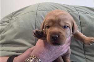 Aster- blue - Labradoodle for sale