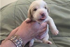 Tulip - Black - Labradoodle for sale