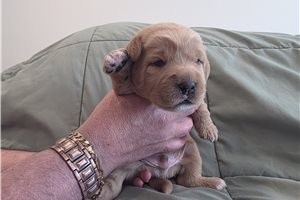Clover- Orange - Labradoodle for sale