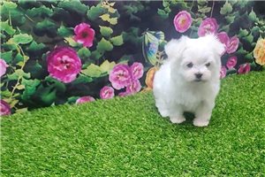 Foxy - Maltese for sale