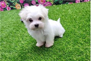Ashley - Maltese for sale