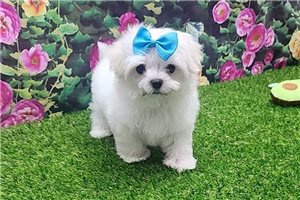 Gideon - Maltese for sale