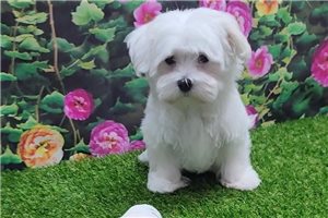 Ernest - Maltese for sale