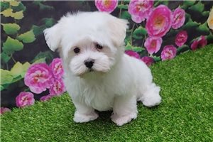 Ernest - Maltese for sale