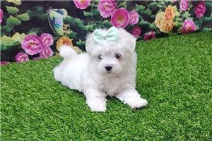 Buttons - Maltese for sale
