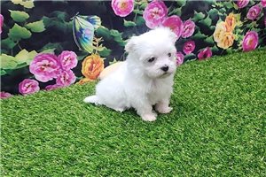 Fortuna - Maltese for sale