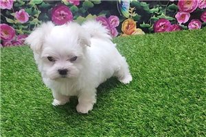 Freya - puppy for sale