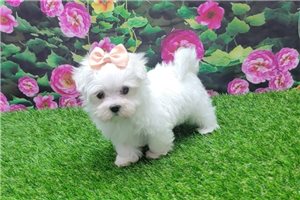 Aspen - Maltese for sale