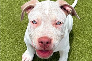 Alexander - American Bully for sale