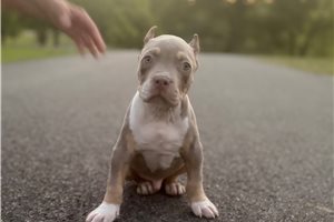 Ashton - American Bully for sale