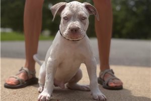 Alexander - American Bully for sale