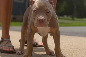 Amelia - American Bully for sale