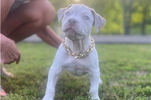 Alexander - American Bully for sale