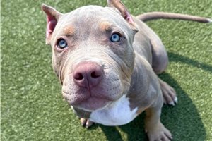 Amelia - American Bully for sale