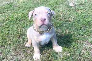 Atticus - puppy for sale