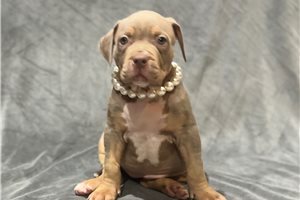 Amelia - American Bully for sale