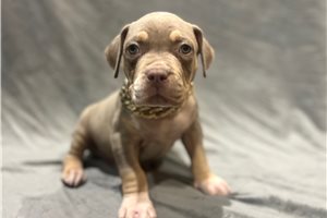 Ashton - American Bully for sale