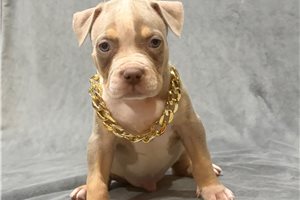 Alford - American Bully for sale