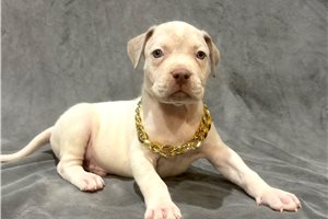 Alexander - American Bully for sale