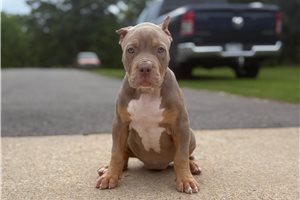 Amelia - American Bully for sale