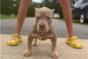Adeline - American Bully for sale