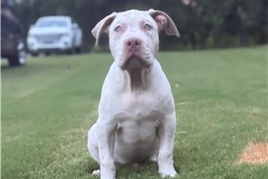 Alexander - American Bully for sale