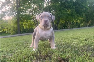 Ashton - American Bully for sale