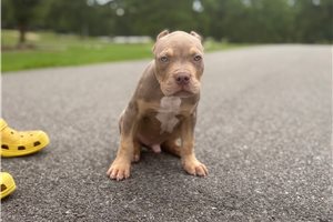 Arrow - American Bully for sale