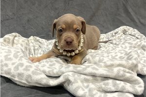 Adeline - American Bully for sale