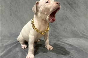 Alexander - American Bully for sale