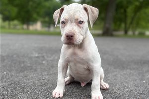 Alexander - American Bully for sale