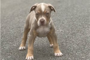Adri - American Bully for sale